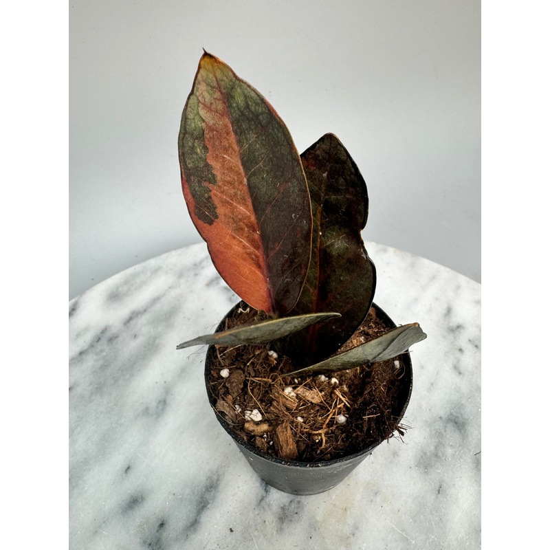 Zamioculcas zamiifolia Raven Black Variegated
