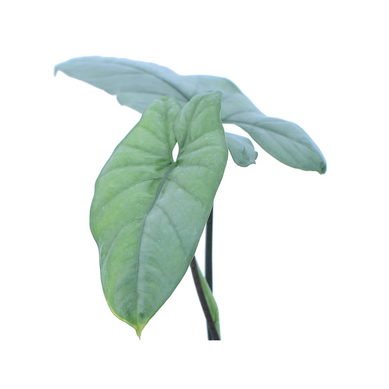 Alocasia heterophylla
