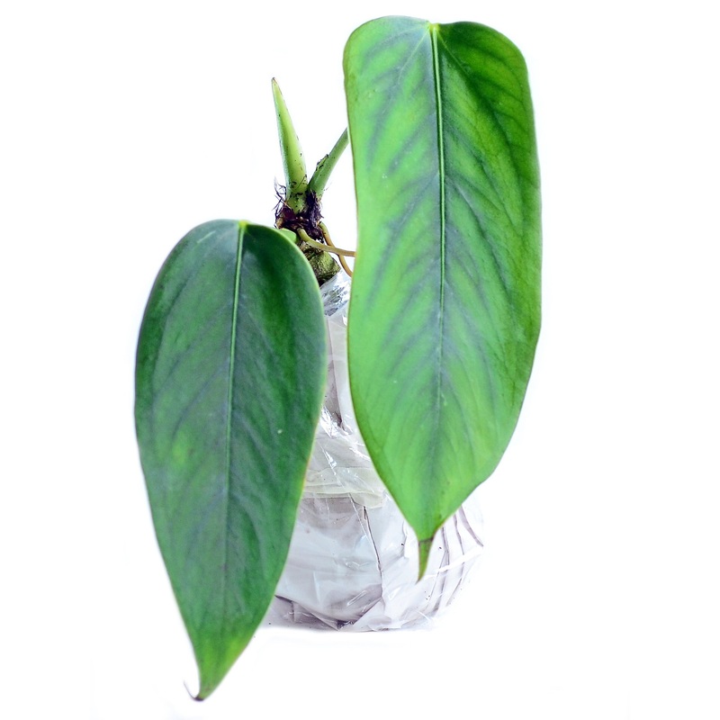 Anthurium bomboizense (seedling)