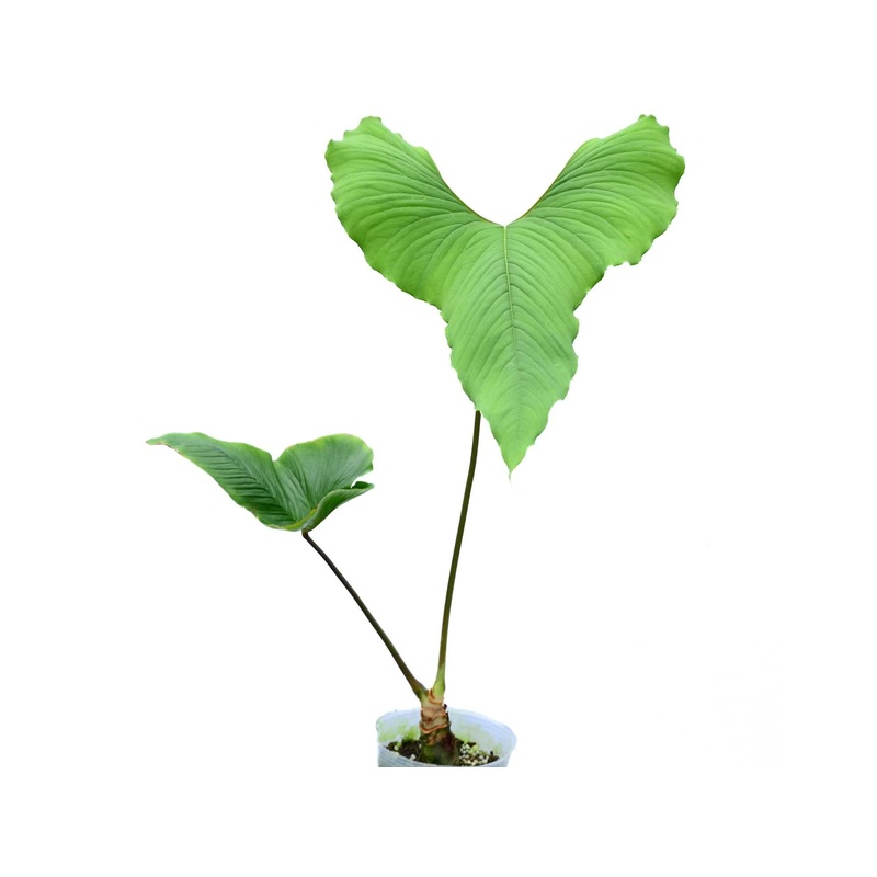 Anthurium draconopterum ‘Camaniense’