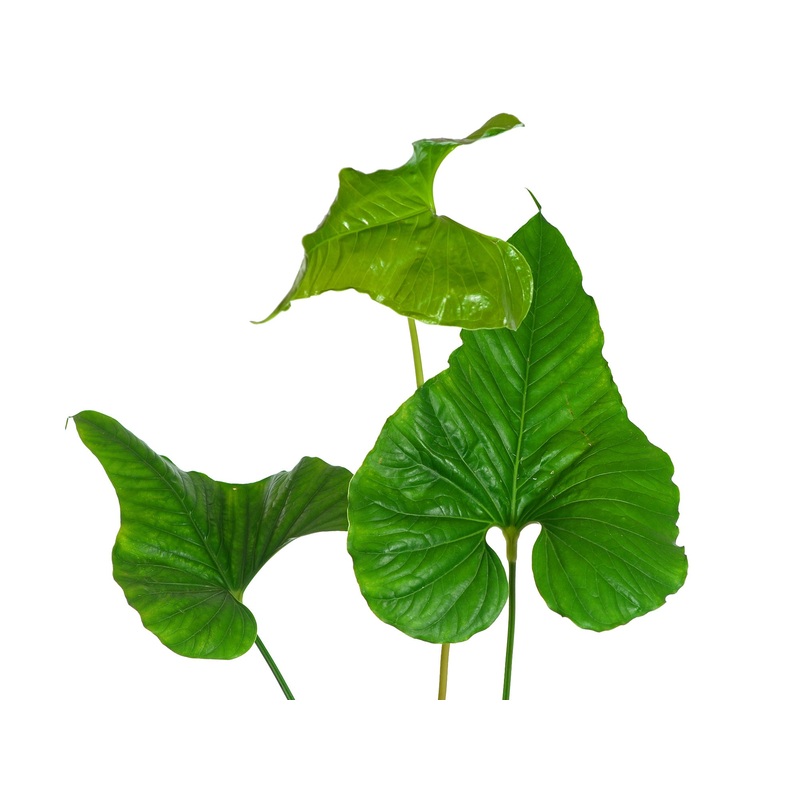 Anthurium insigne El Pangui