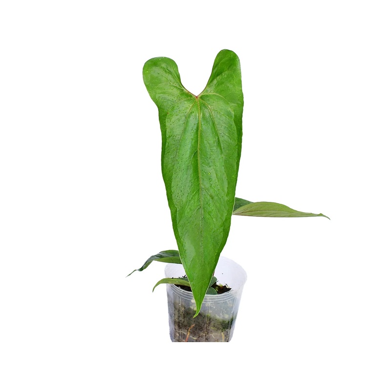 Anthurium nigrolaminum ‘Ecuagenera’