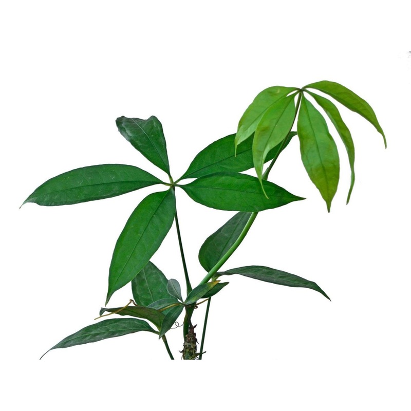 Anthurium polyschistum 1