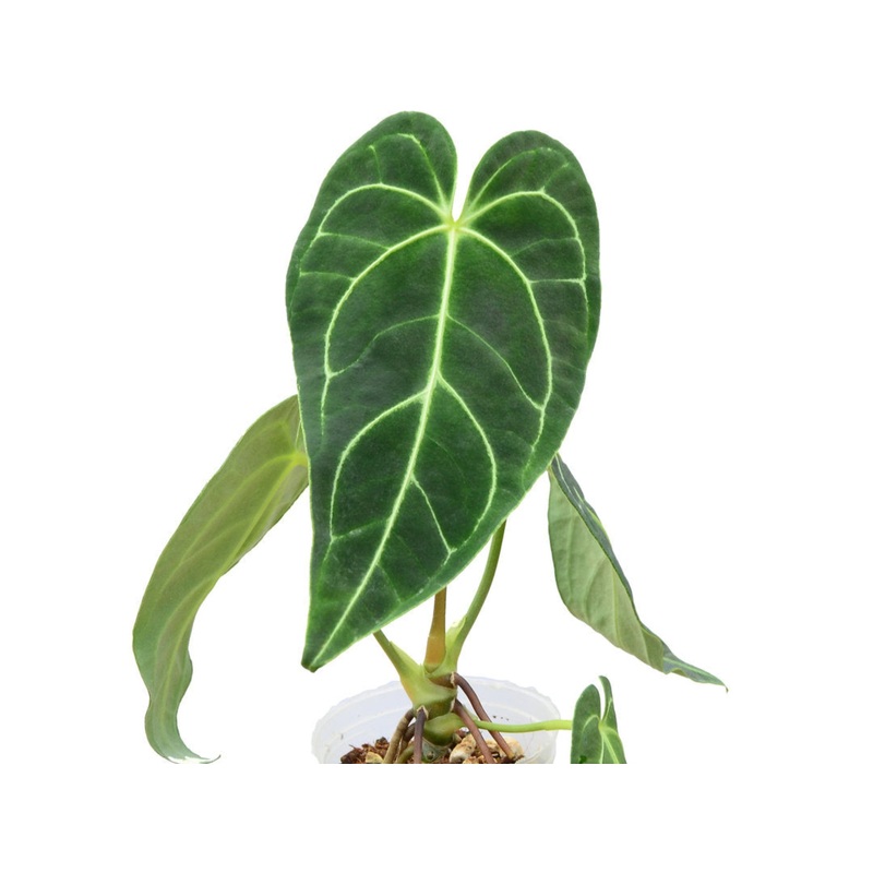 Anthurium regale (seedling)