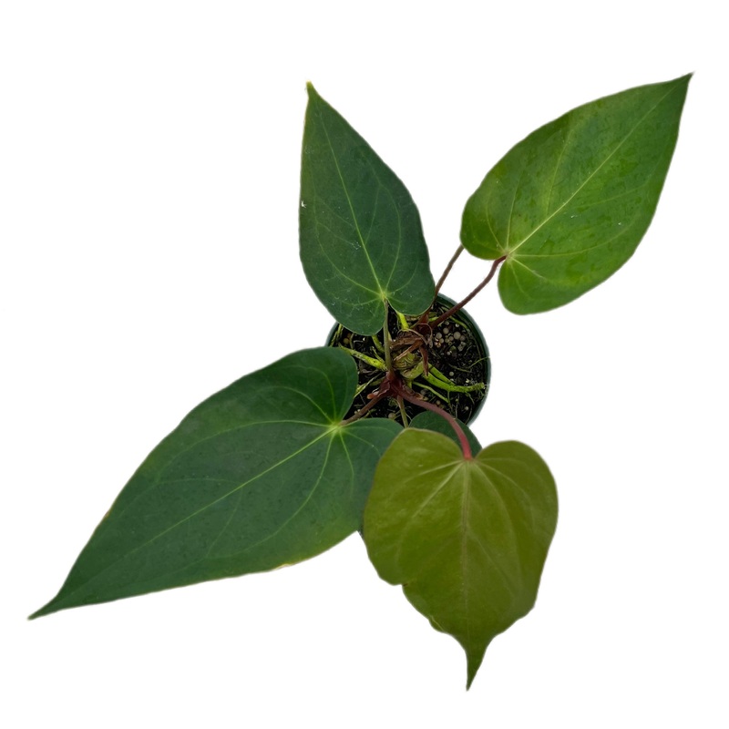 Anthurium Shuar Princess ‘Inverse crossing’