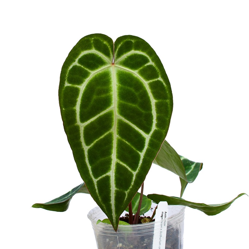 Anthurium Shuar Soul ‘Inverse crossing’