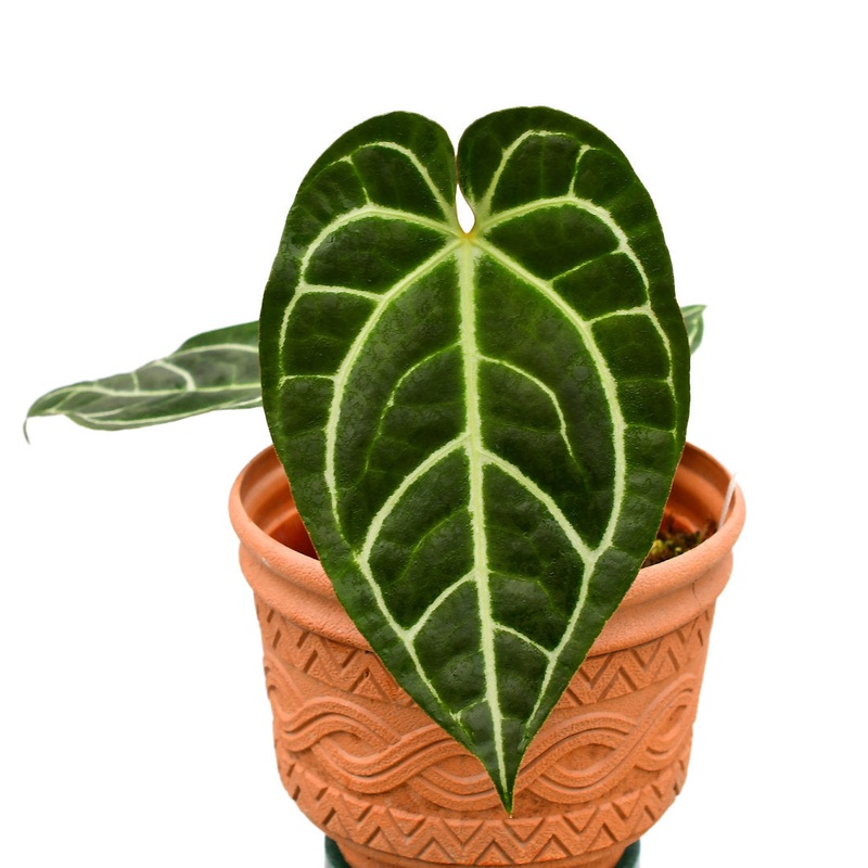 Anthurium Tingo Maria ‘Inverse crossing’