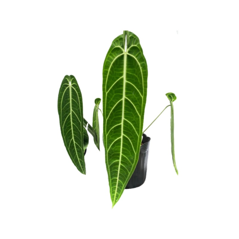 Anthurium warocqueanum (seedling)