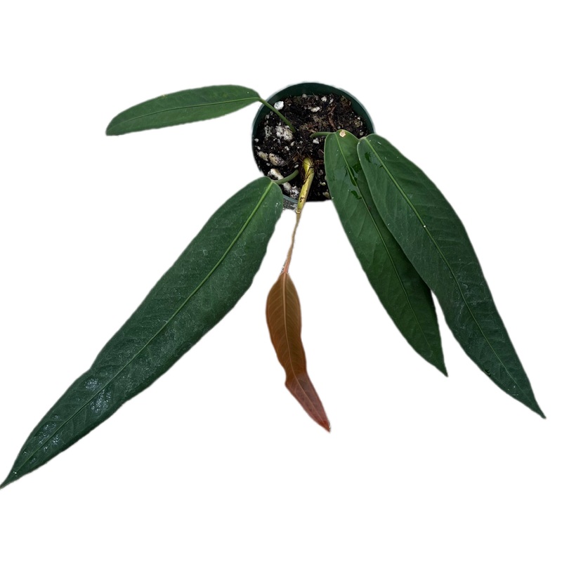 Anthurium wendlingeri