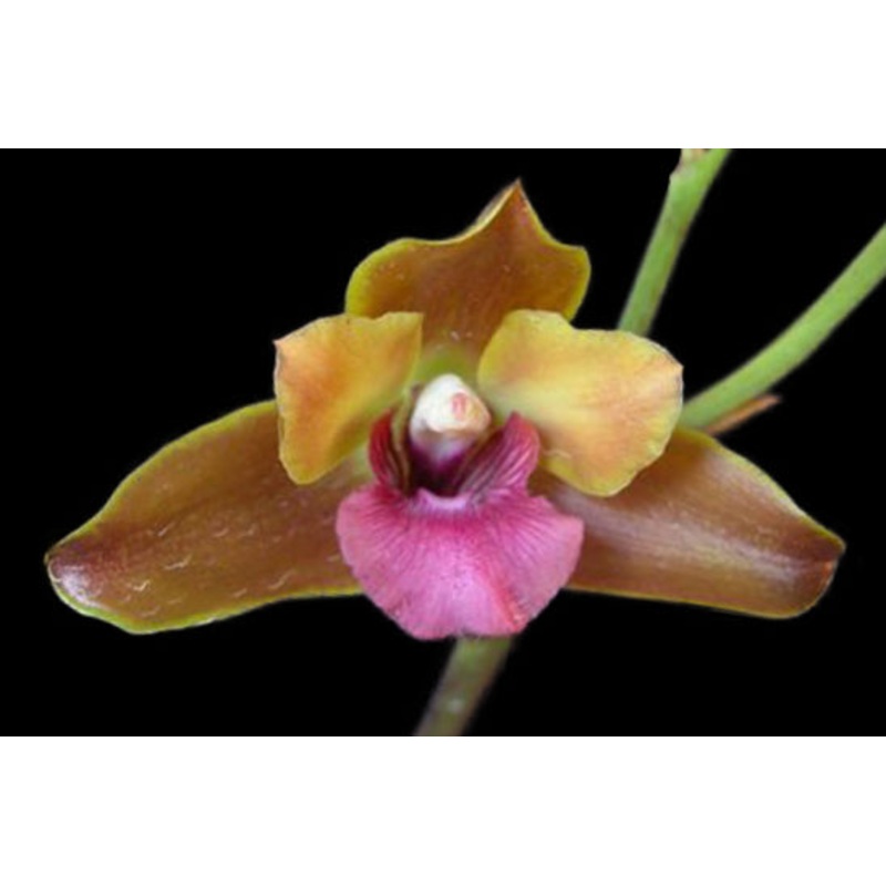 Bifrenaria verboonenii hg-79