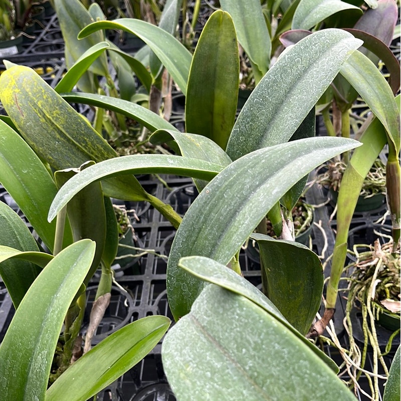 Brassolaeliocattleya Ports of Paradise x Blc, Chia Lin New City 4N