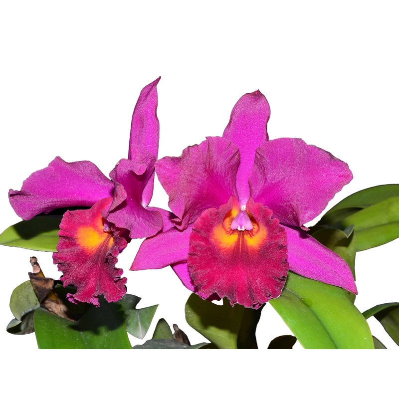 Brassolaeliocattleya Sp (Canyon 119-419 Ec)