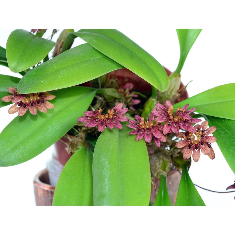 Bulbophyllum abbreviatum