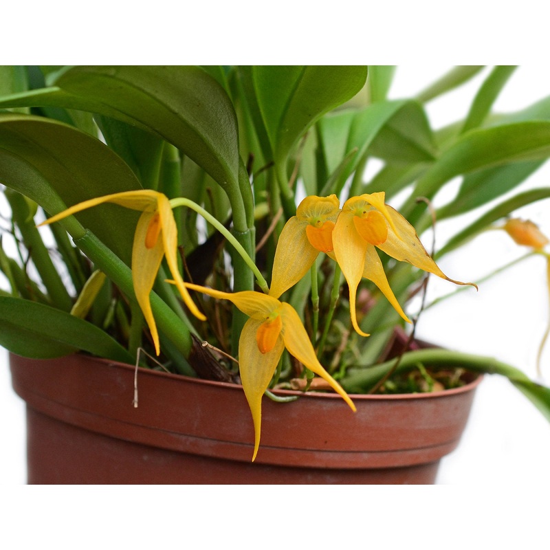 Bulbophyllum ankylochele
