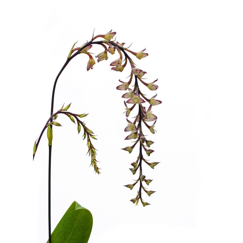 Bulbophyllum lindleyanum