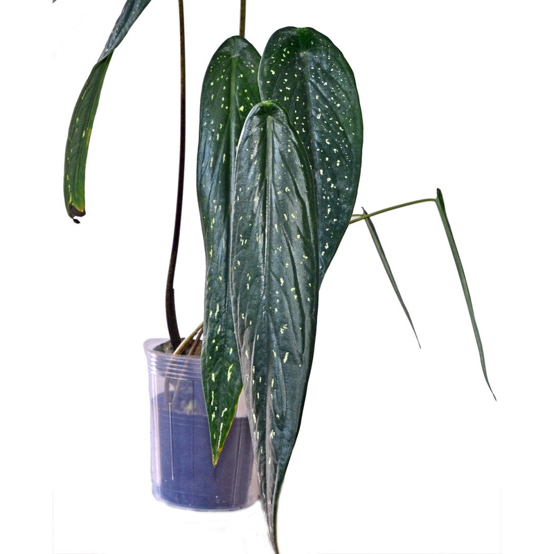 Caladium palaciosii
