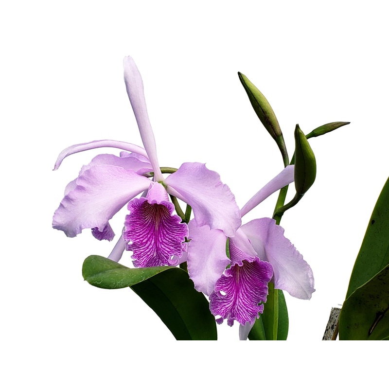 Cattleya Amazone