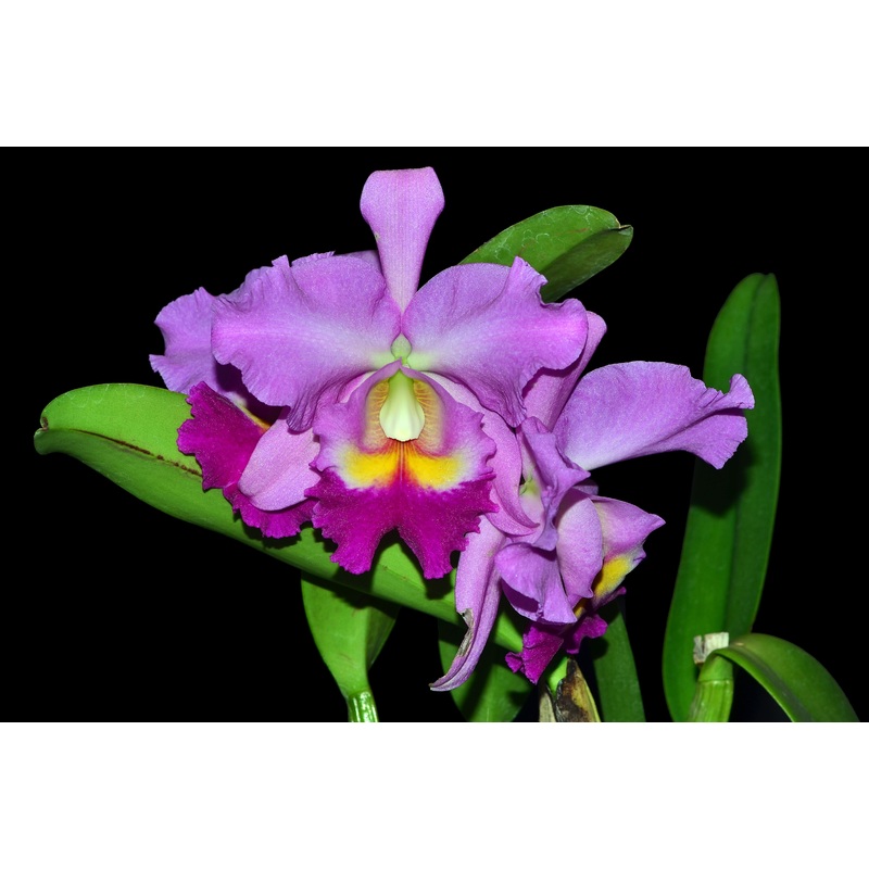 Cattleya Espiritu Andino