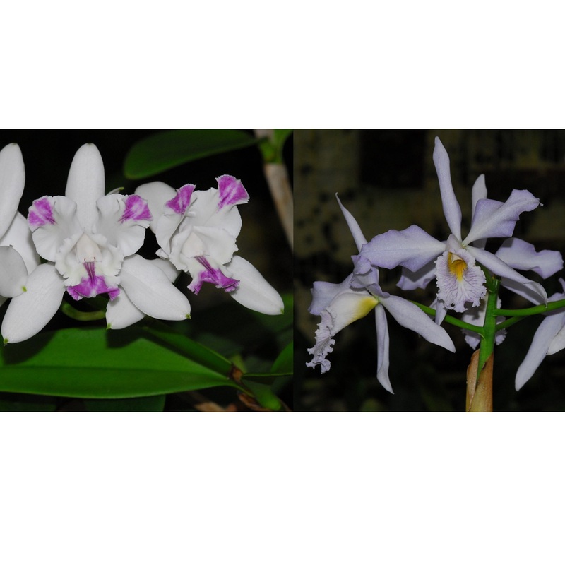 Cattleya intermedia alba x C. intermedia Aquimi ‘Gigi’ x C. maxima coerulea ‘Hector’