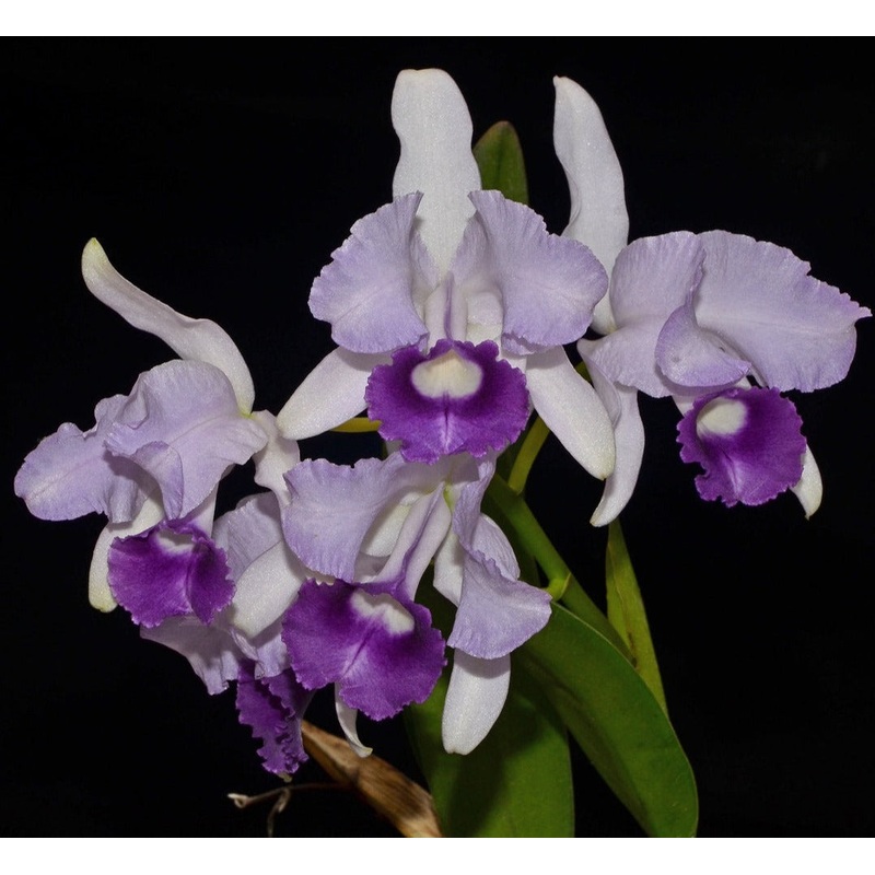 Cattleya lawrenceana f. coerulea