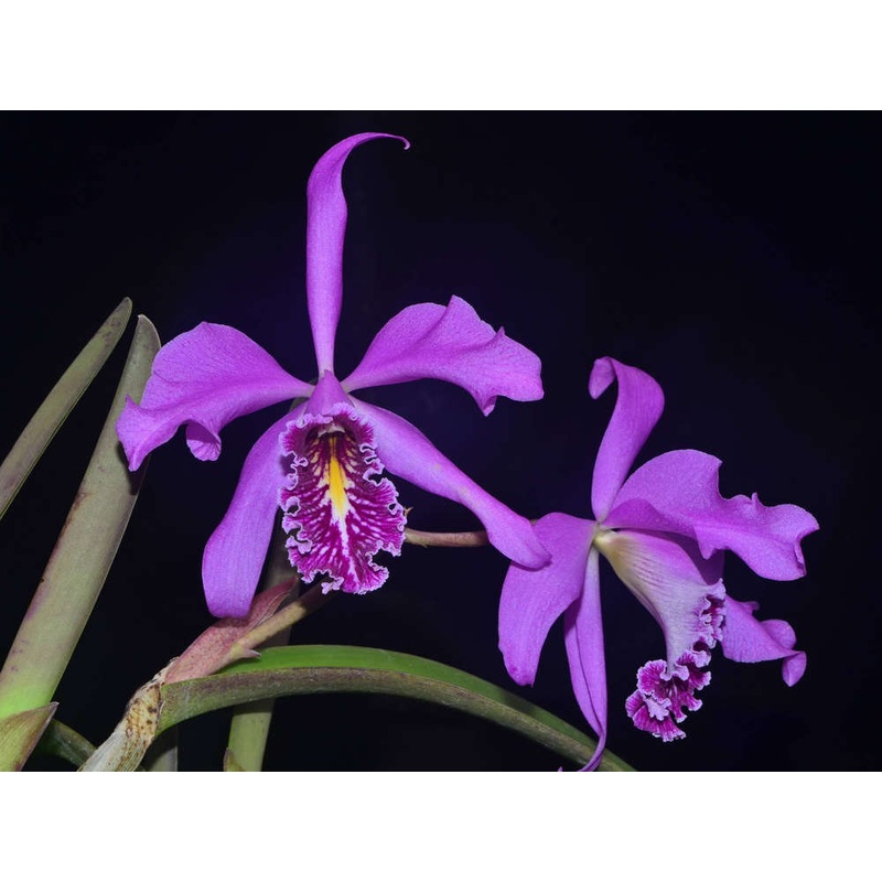 Cattleya maxima ‘Munequita’ x ‘Roy’