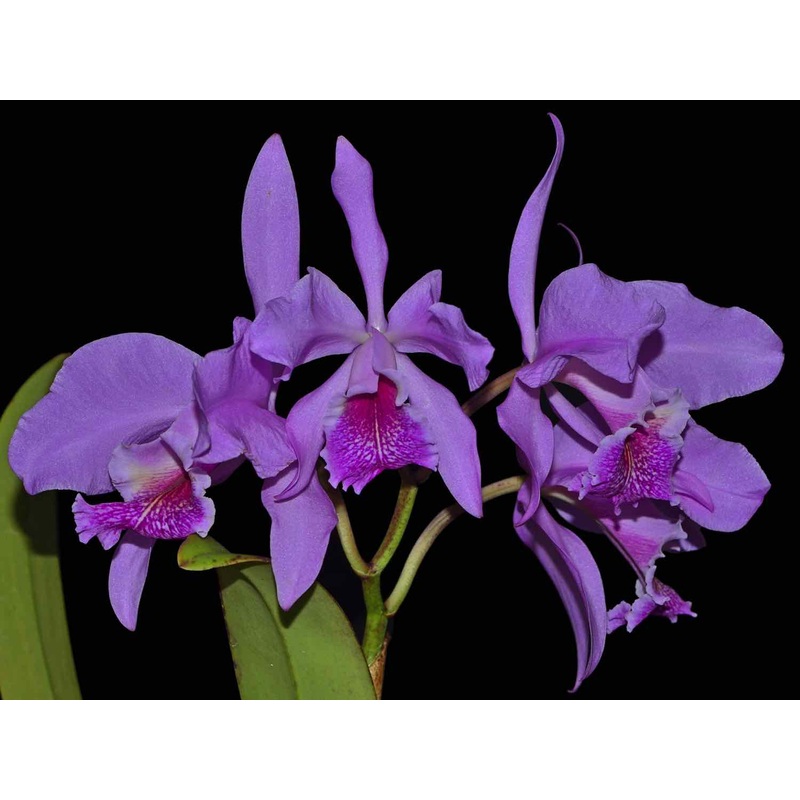 Cattleya Maximum Lust
