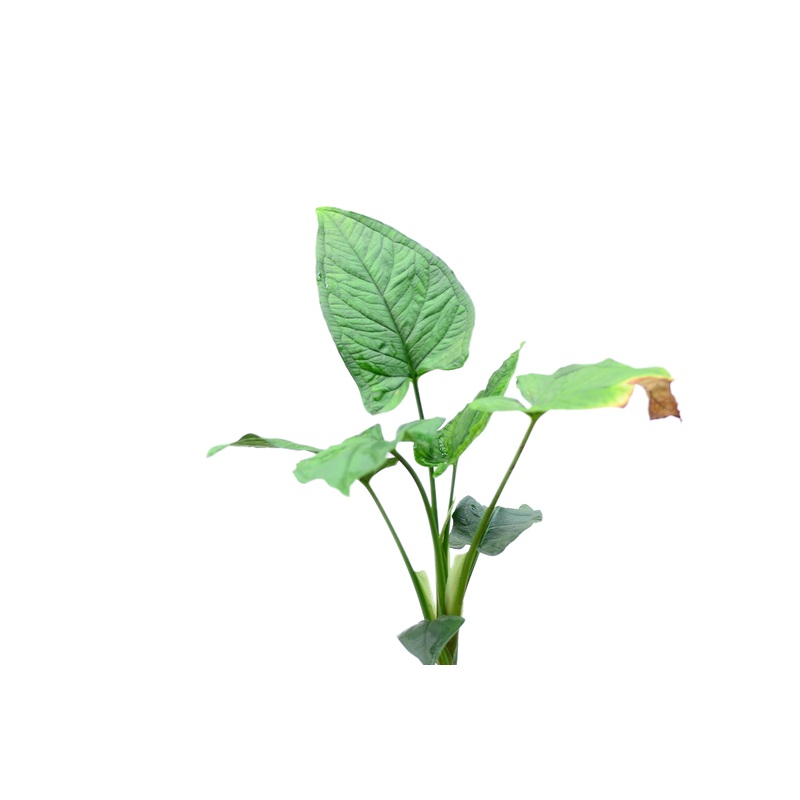 Chlorospatha sp