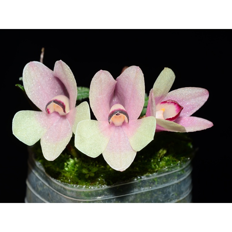 Dendrobium cuthbertsonii white x red yellow bicolor
