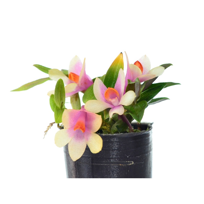 Dendrobium Ecuagenera Rainbow