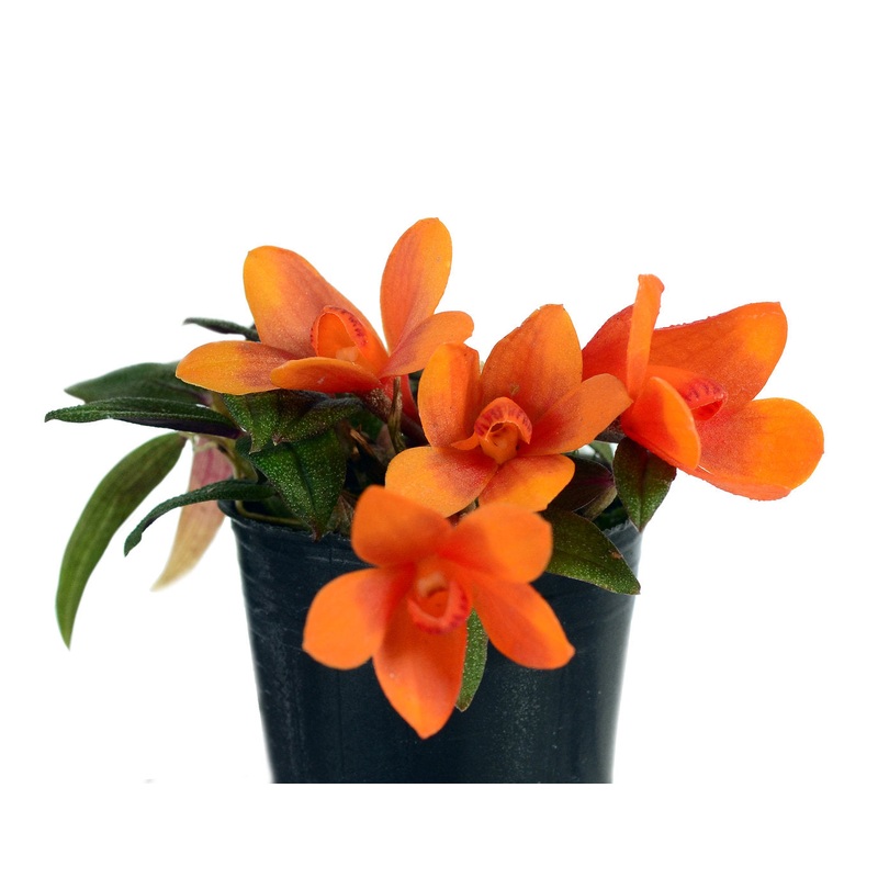 Dendrobium Ecuagenera Vibes