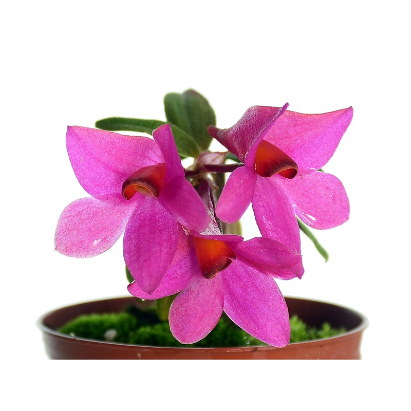Dendrobium Mtn’s Butterfly Kisses f. Pink