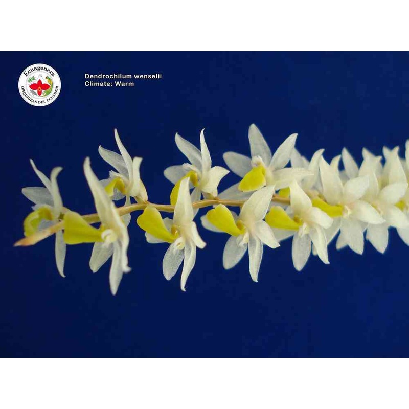 Dendrochilum wenzelii