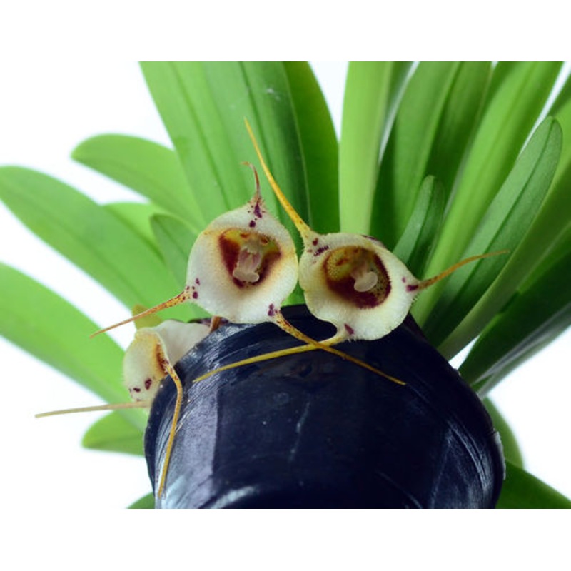 Dracula inaequalis