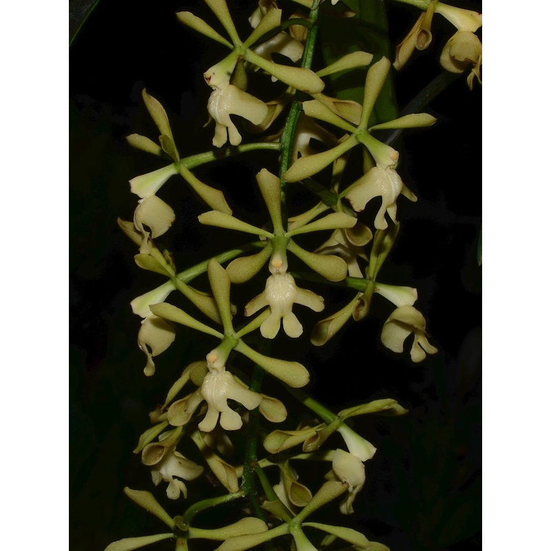 Epidendrum coronatum