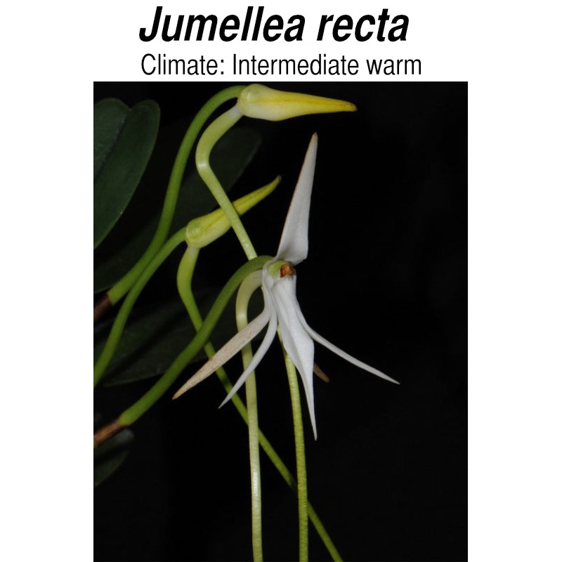 Jumellea recta