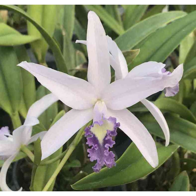 Laeliocattleya Rock Ruby