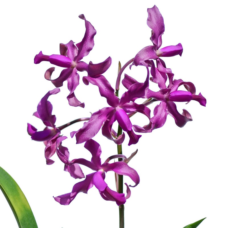 Laeliocattleya Vivi Arosemena