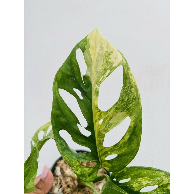 Monstera adansonii variegada