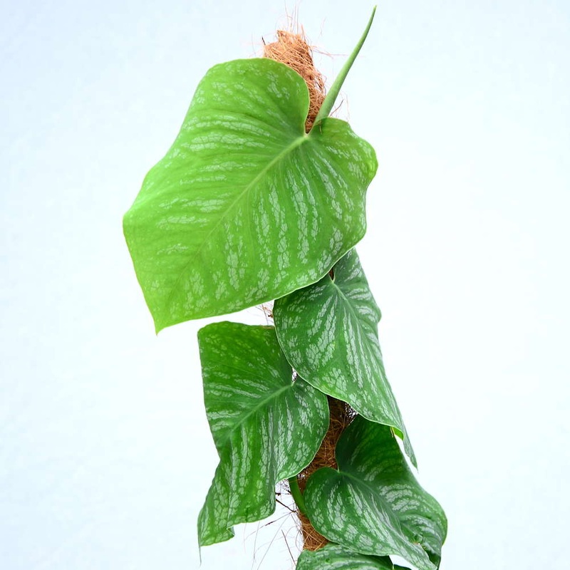 Monstera dubia
