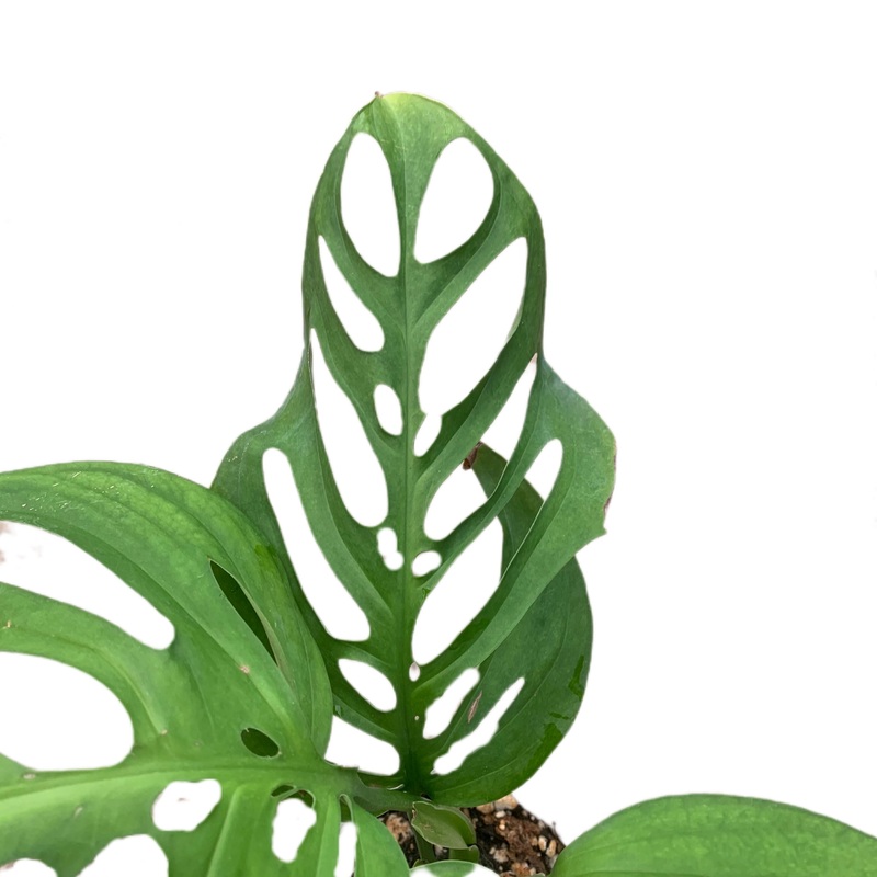 Monstera Esqueleto