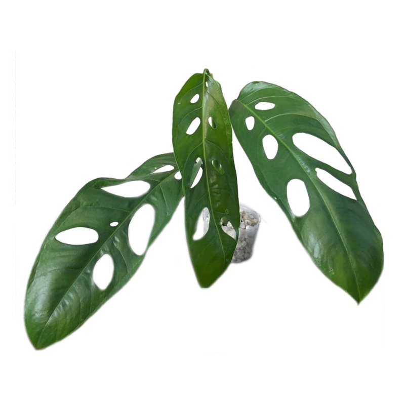 Monstera obliqua Amazonas