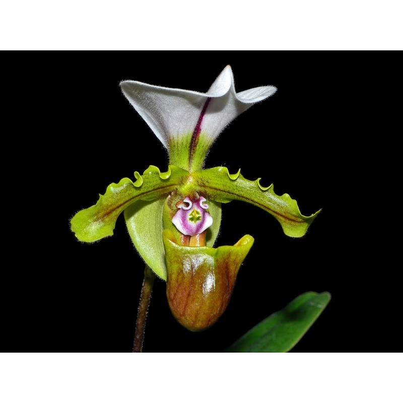 Paphiopedilum spicerianum