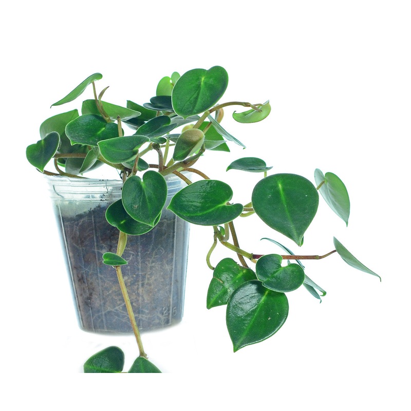 Peperomia eburnea