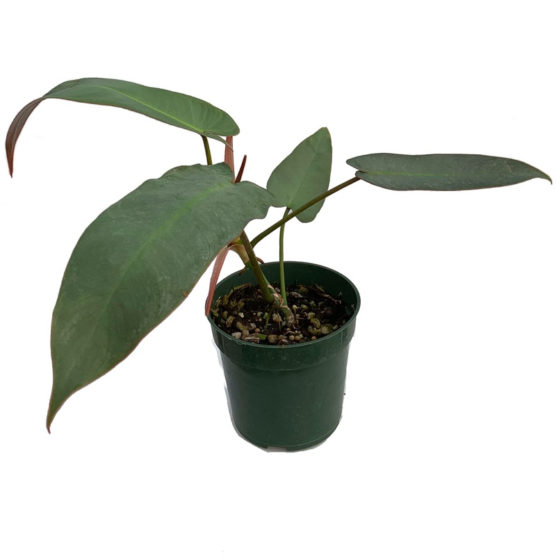 Philodendron atabapoense