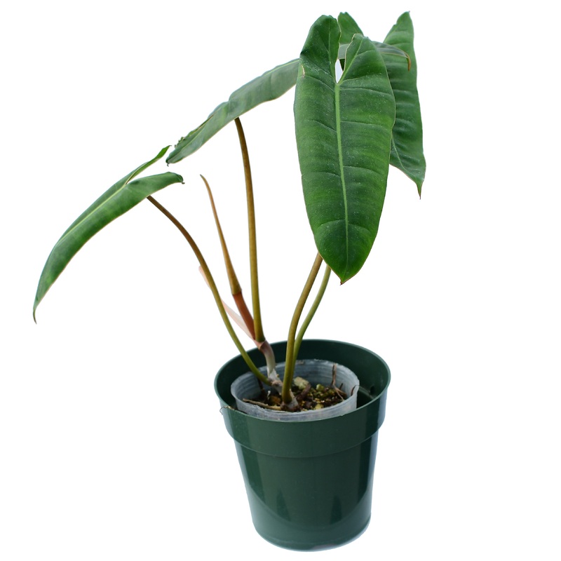 Philodendron billietiae