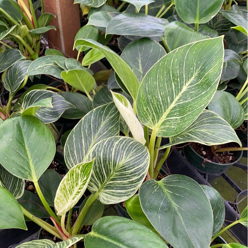 Philodendron Birkin