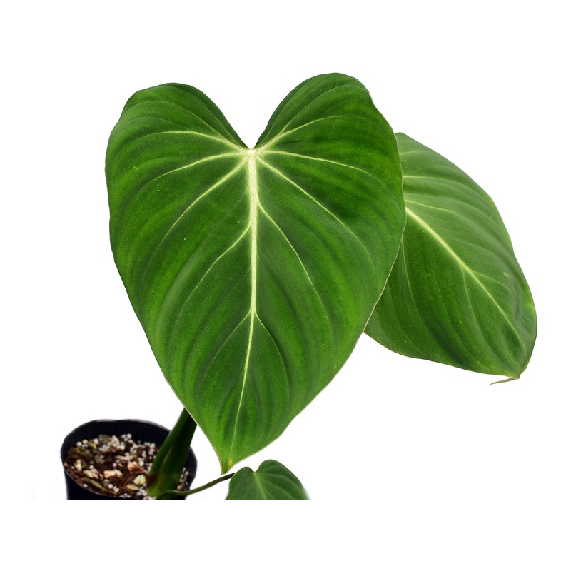 Philodendron gloriosum verde