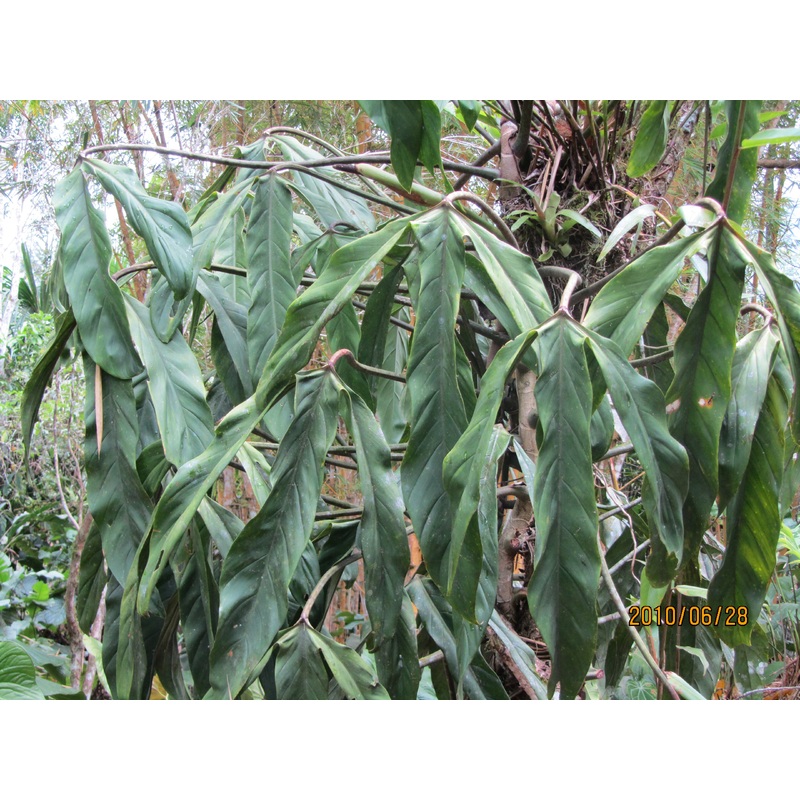 Philodendron holtonianum – seedling