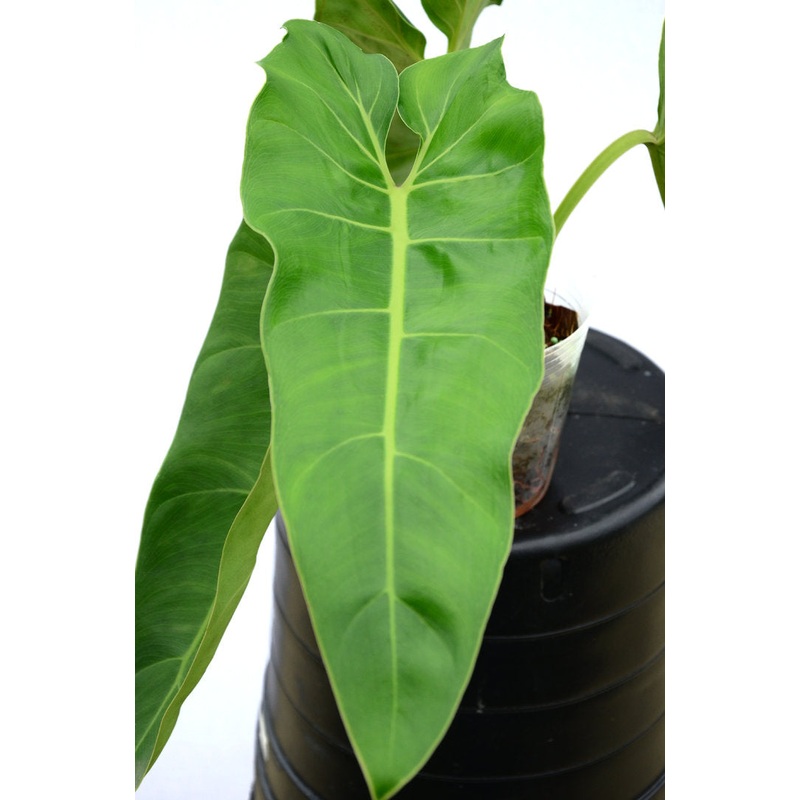 Philodendron maximum