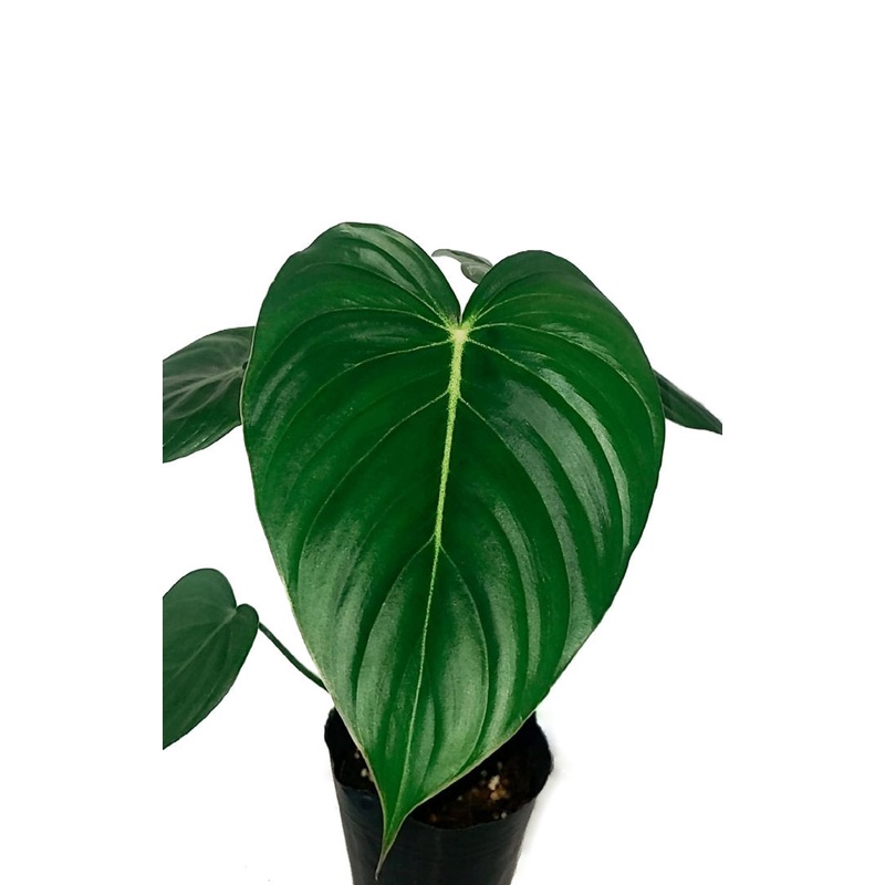Philodendron McDowell cf